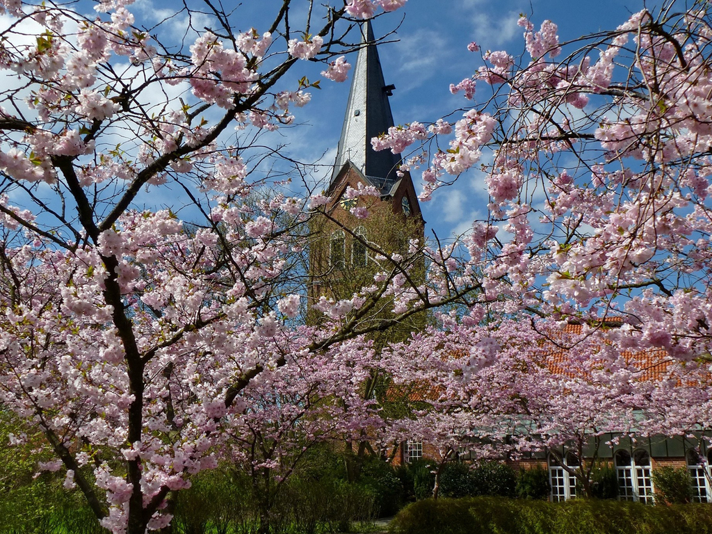Rosa Blühender Kirschbaum im Frühling, die Kirche von Neermoor im Hintergrund