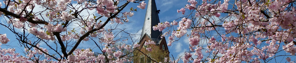 Rosa Blühender Kirschbaum im Frühling, die Kirche von Neermoor im Hintergrund