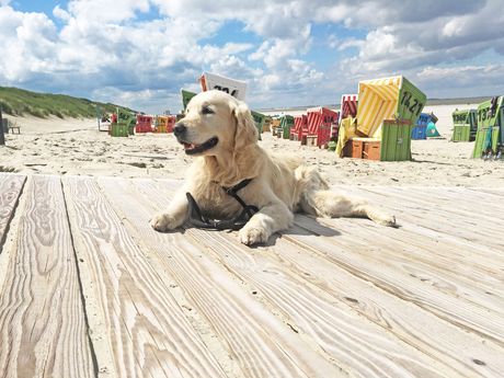 Ein Hund liegt in der Sonne auf einem Holzsteg am Strand von Langeoog mit bunten Strandkörben im Hintergrund