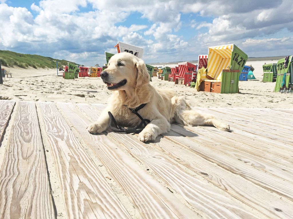 Ein Hund liegt in der Sonne auf einem Holzsteg am Strand von Langeoog mit bunten Strandkörben im Hintergrund