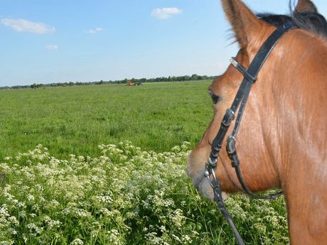 Ein Pferd blickt in die Weite Landschaft auf einem Ausritt bei Leer Ostfriesland
