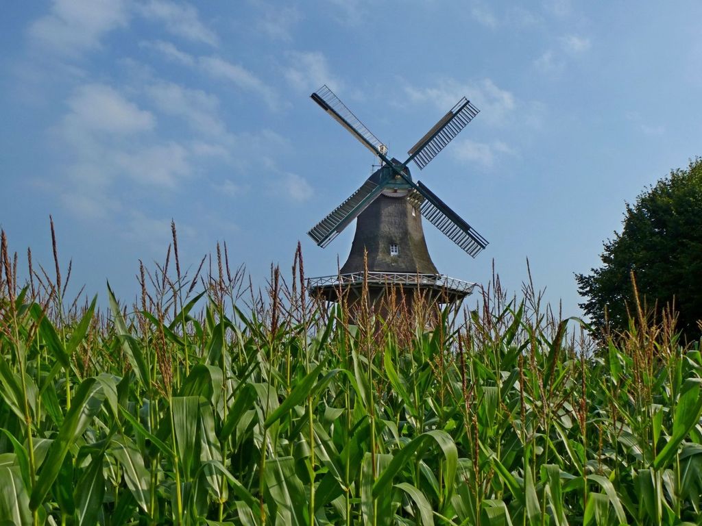 Maisfeld mit Holtlander Mühle im Hintergrund