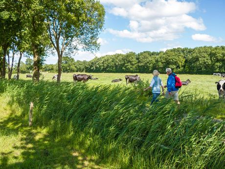 Ein Paar wandert auf einem Wanderweg durch Ostfriesland entlang einer Weide mit Kühen