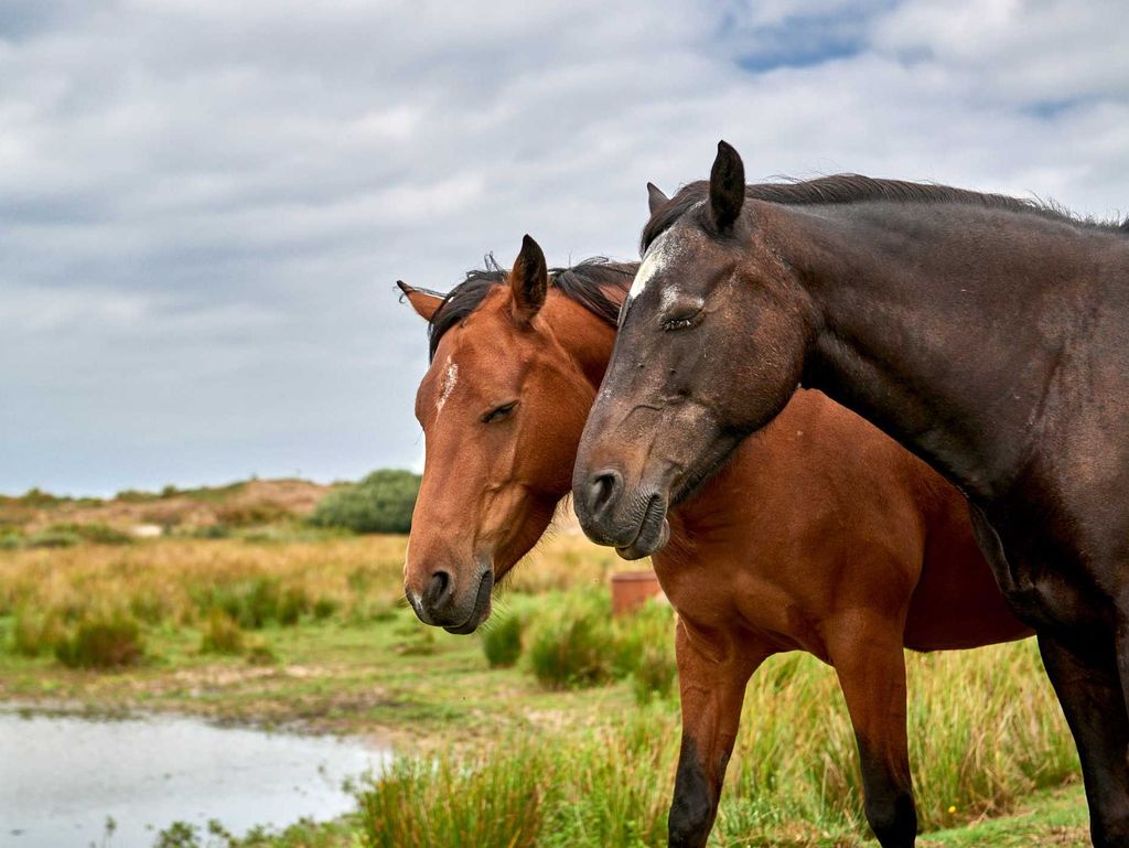 Zwei Pferde stehen eng zusammen auf einer Weide in Ostfriesland