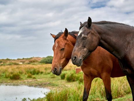 Zwei Pferde stehen eng zusammen auf einer Weide in Ostfriesland
