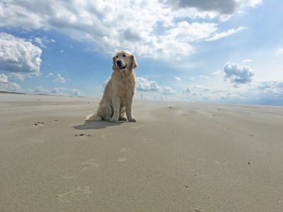 Ein Hund sitzt am leeren Sandstrand und schaut zur Seite