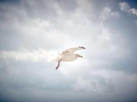 Eine Möwe fliegt am Himmel über dem Wattenmeer