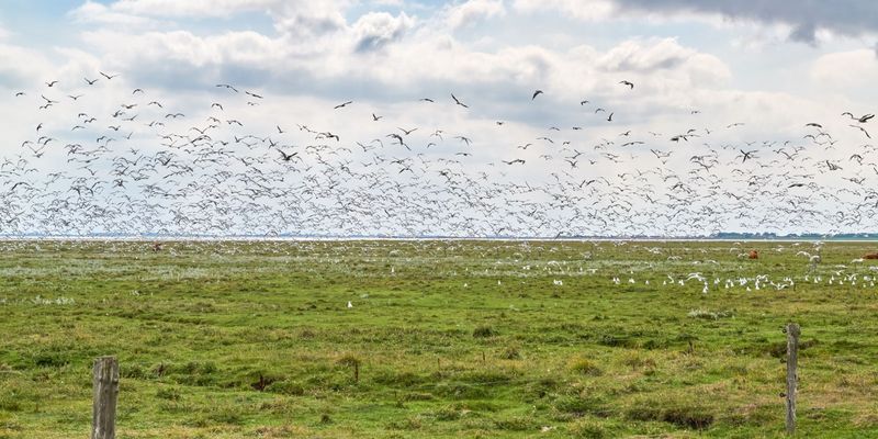 Vogelschwarm auf den Salzwiesen von Langeoog