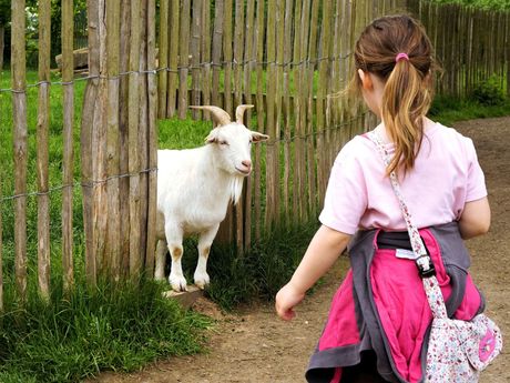 Ein Kind mit einer Ziege auf dem Erlebnishof in Westerstede