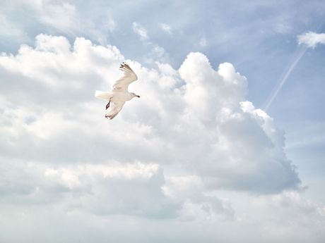 Eine Möwe im Flug vor wolkigem Himmel auf Langeoog