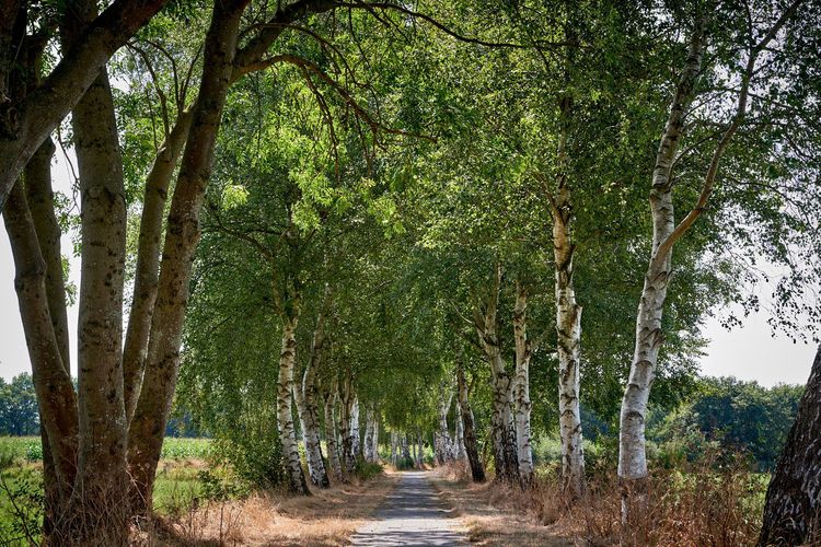 Blick auf einen Wanderweg mit einer Birkenallee in Ostfriesland