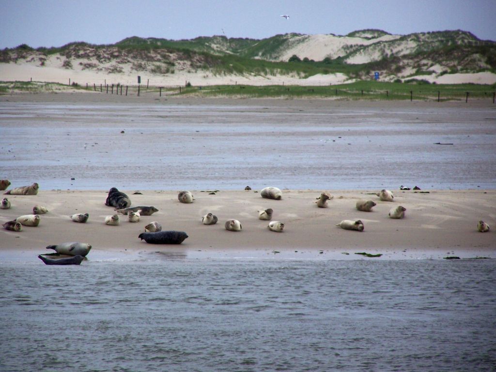 Viele Seehunde liegen auf einer Seehundbank im Watt vor Norderney