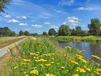 Blauer Himmel über gelb blühendem Rainfarn am Ufer des Sauterlerkanals