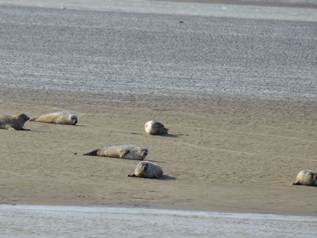 Seehunde liegen auf einer Seehundbank im Wattenmeer Ostfriesland
