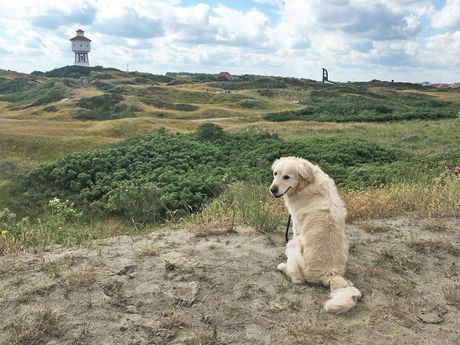 Urlaub mit dem Hund auf Langeoog