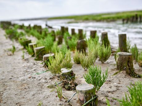 Blick auf Queller, die an Holzpfählen wachsen im Wattenmeer 