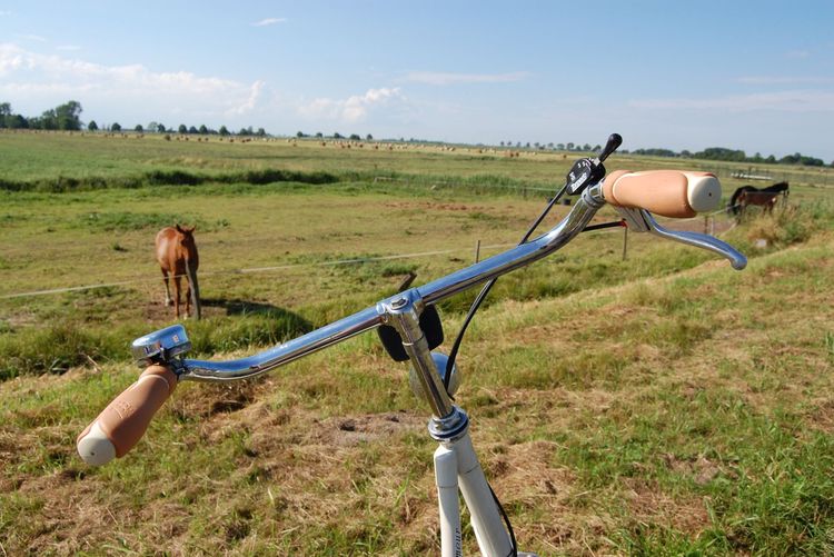 Mit dem Fahrrad durch Weener, im Hintergrund sind Pferde auf einer Wiese