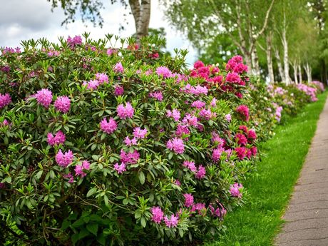 Rhododendron Büsche am Wegesrand in Westerstede