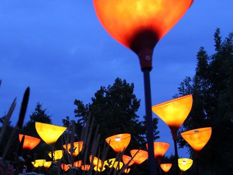 Das Foto zeigt leuchtende Blütenkelche bei der Veranstaltung Illuminationen im Park der Gärten