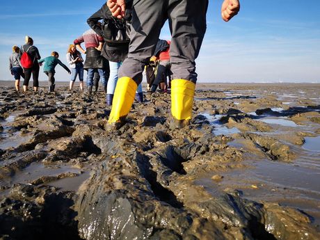 Eine Gruppe Wattwanderer Im Wattenmeer vor Dangast