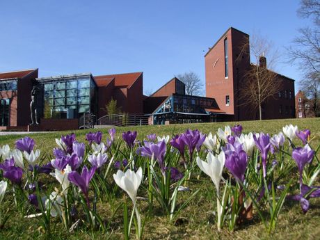 Blühende Krokusse vor der Kunsthalle in Emden im Frühling