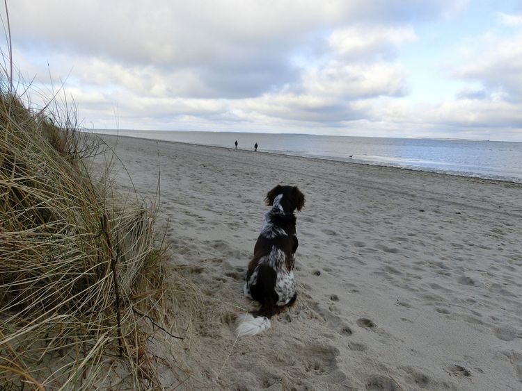 Ein Hund sitzt am Strand im Urlaub in Ostfriesland