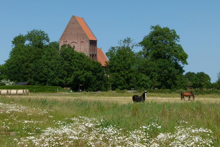 Blick über eine Weide mit Pferden auf den Kirchturm Suurhusen